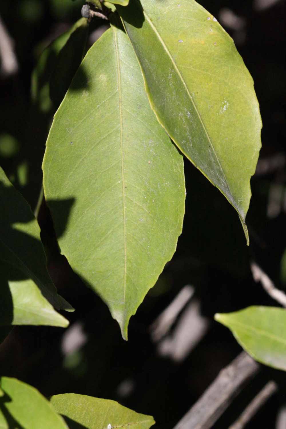              Unifoliolate leaf (Laranja Cravo, Riverside,   CA)       